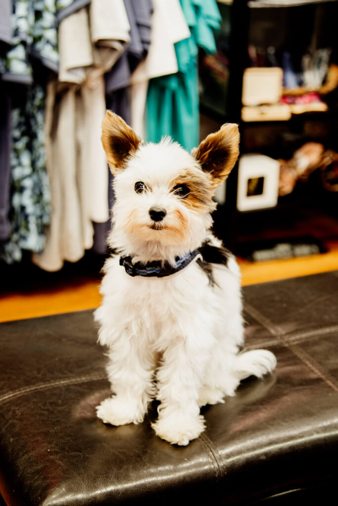 Cute puppy sitting in a shop in Victoria, BC.