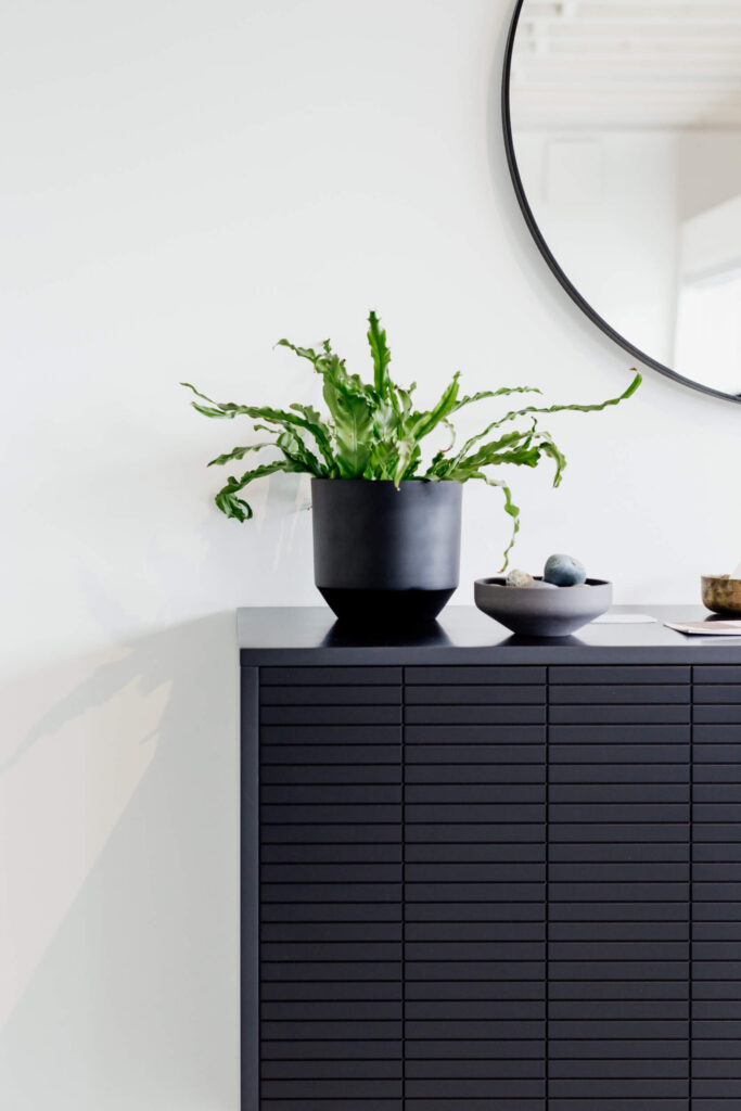 Plants sit on a cabinet in a studio in  Victoria, BC.