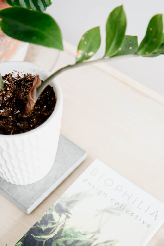 A plant and brochure for a company sit on a table in an office.