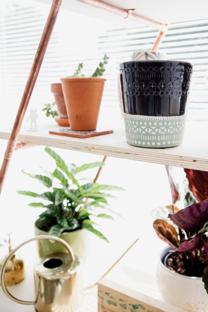 Plants on a shelf in a window.