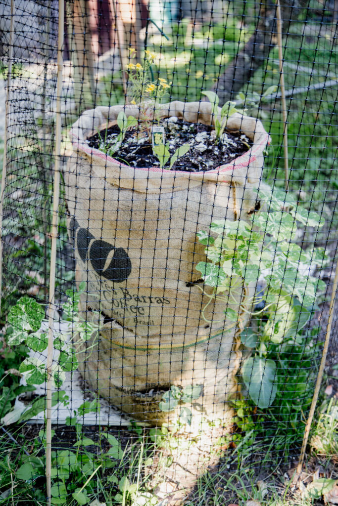 A burlap sack garden in Victoria, BC.