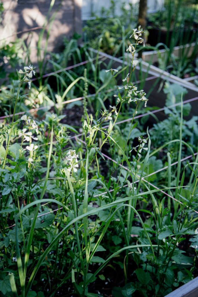 Fresh greens in a garden in Victoria, BC.