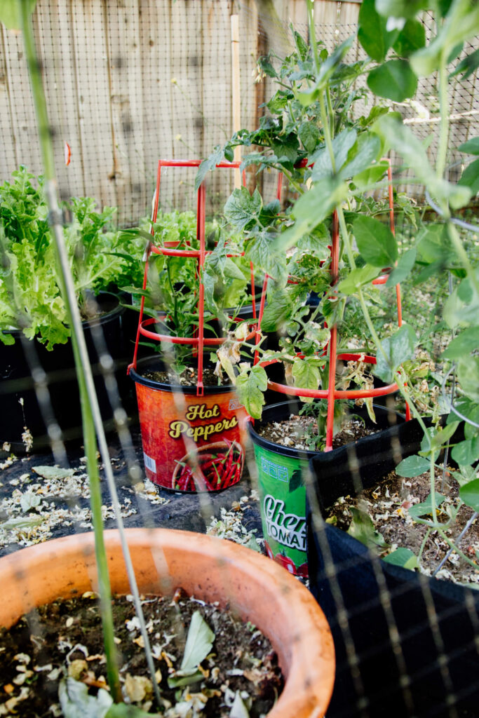 Tomato garden in Victoria, BC.